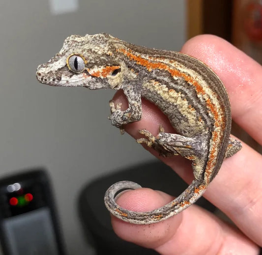 Gargoyle Gecko - Juvenile - #31657