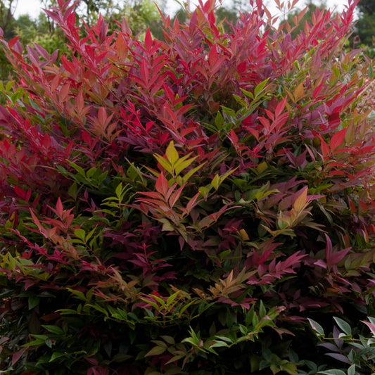 Heavenly Bamboo 'Obsession Flirt' - 1 Gallon - #27379