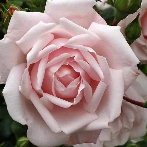 Rose New Dawn - Climber - TNP - #25699