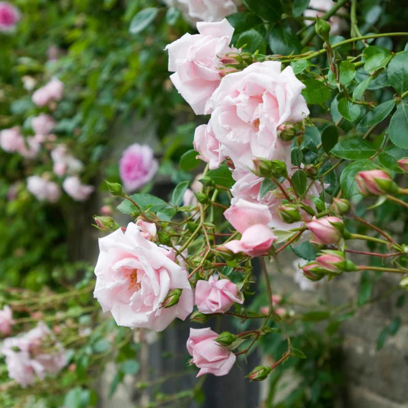 Rose New Dawn - Climber - TNP - #25699