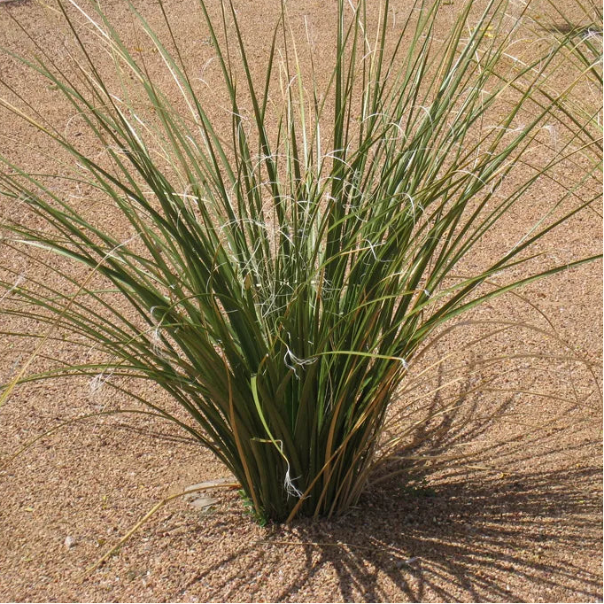 Grass 'Bear' - 5 Gallon - #1326