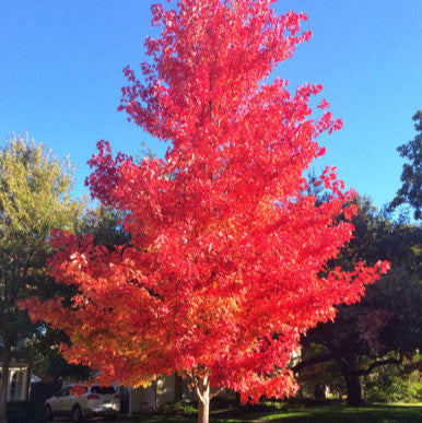 Maple 'Red October Glory' - 15 Gallon - #29072