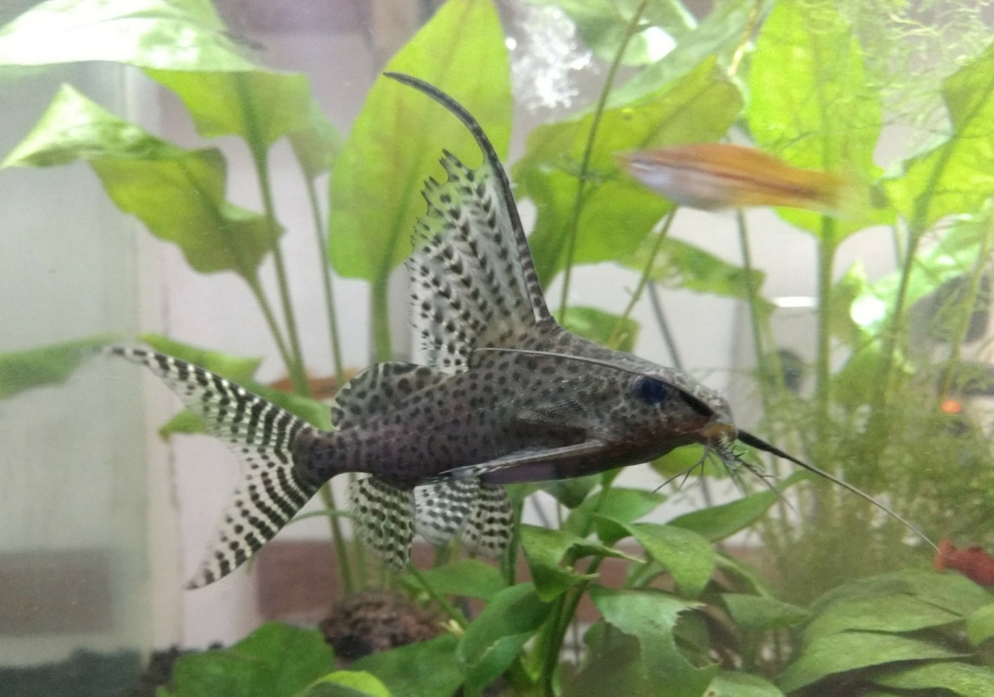 Featherfin Catfish #32225