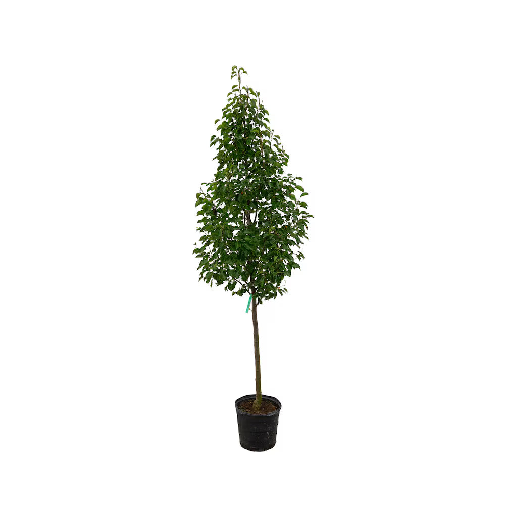 Plant Rental 15 Gallon - #4165