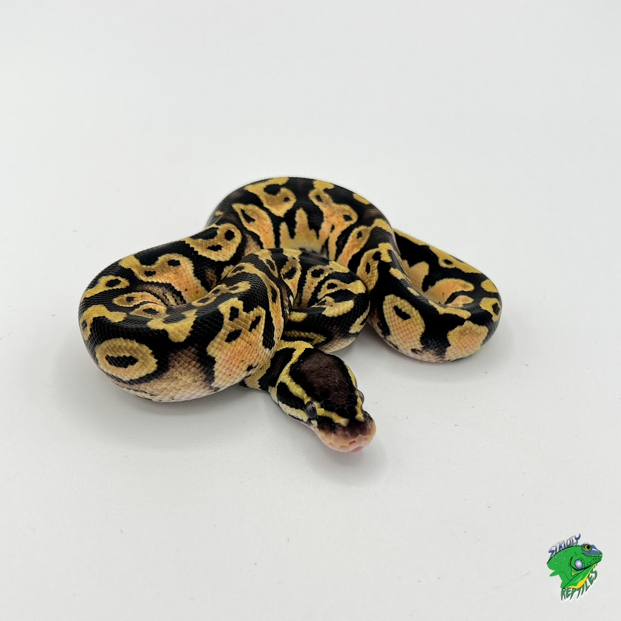 Ball Python