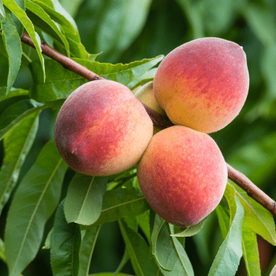 Ranger Peach - 15 Gallon - #29888