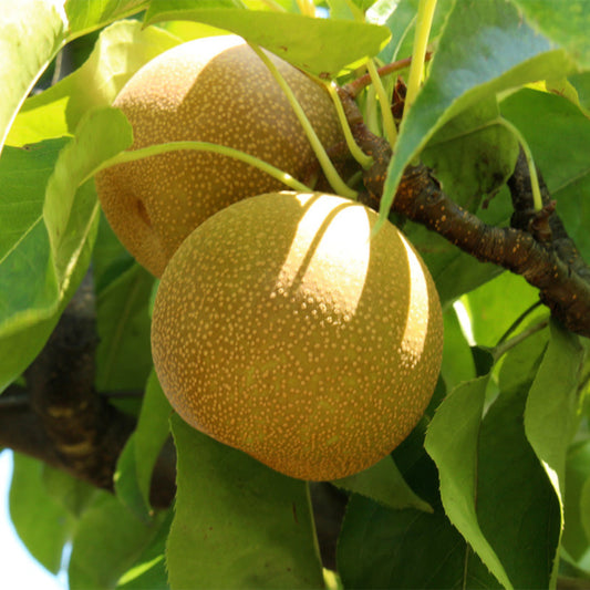20th Century Asian Pear - 5 Gallon - #9051