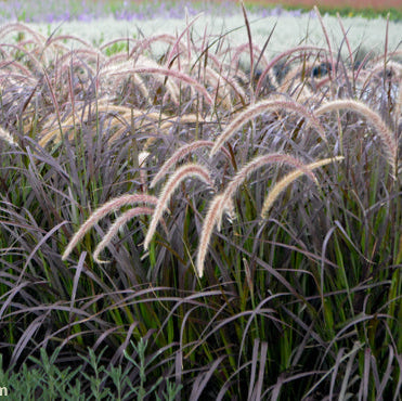 Fountain Grass 'Purple' - 1 Gallon - #28108
