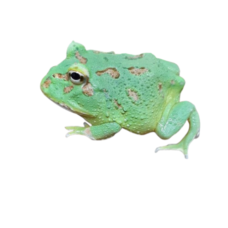 Peppermint  Pacman Frog - #31756