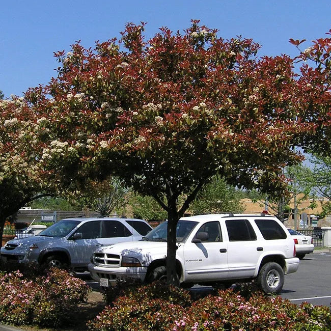 Red Tip Photinia Tree - 15 Gallon - #21964