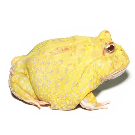 Pikachu Pacman Frog - #31755