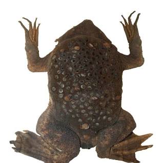 Toad