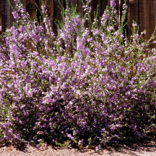 Chihuahuan Rain Sage - 5 Gallon - #965
