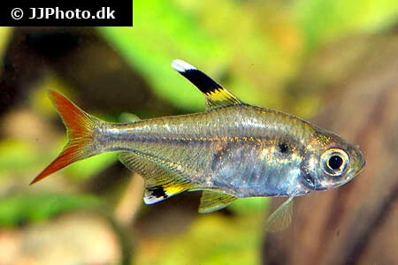 Pristella Tetra Fish - #