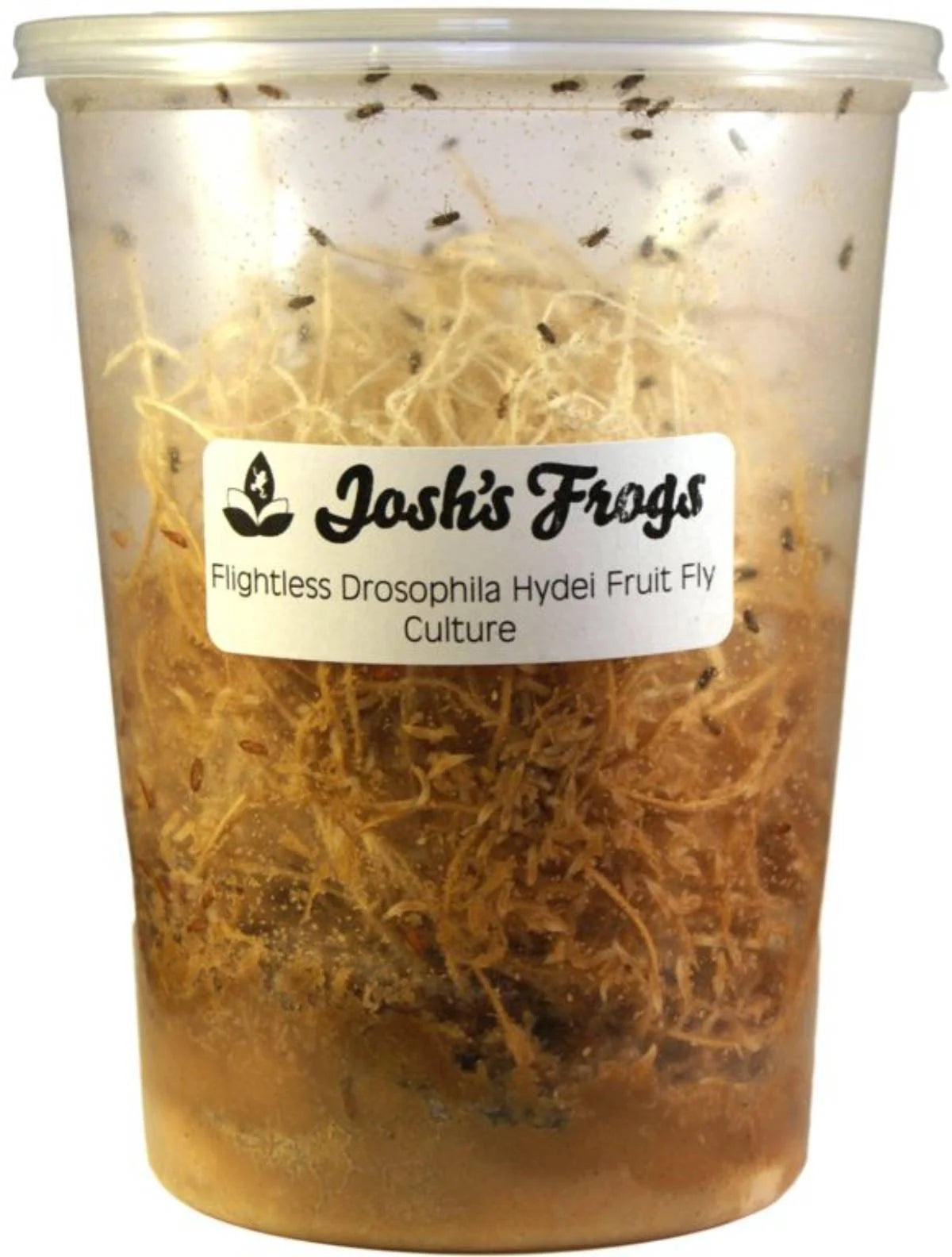 Fruit Fly Flightless - 1/8" - #27116
