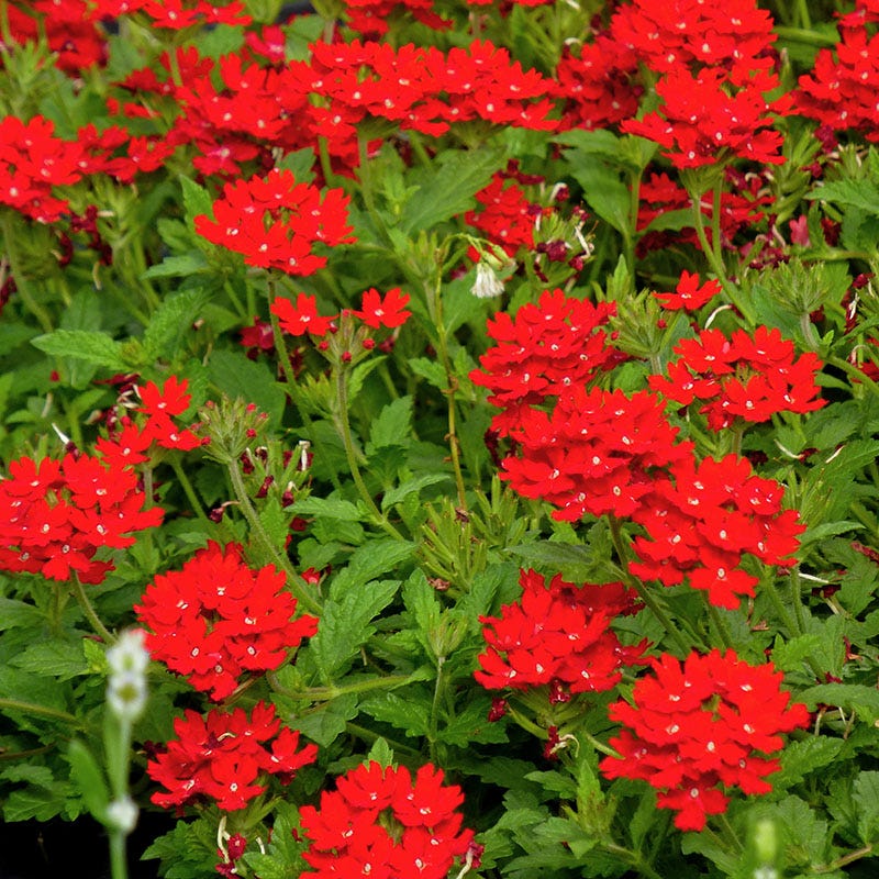 Red Verbena - 1 Gallon - #938
