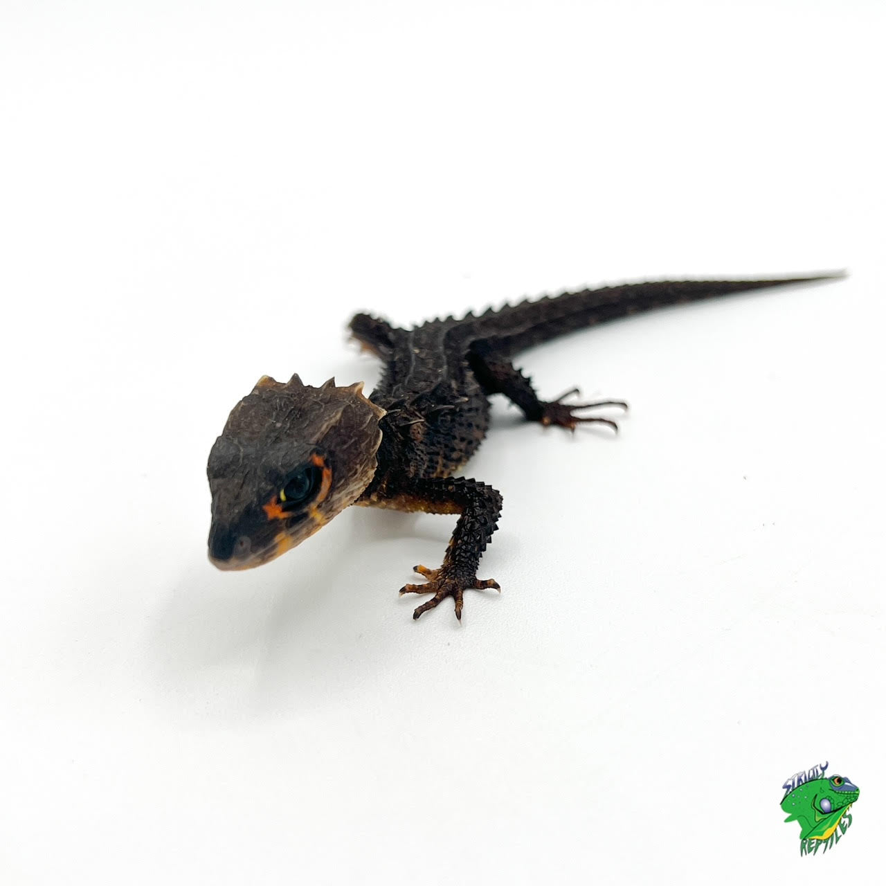 Red Eye Crocodile Skink - #33274
