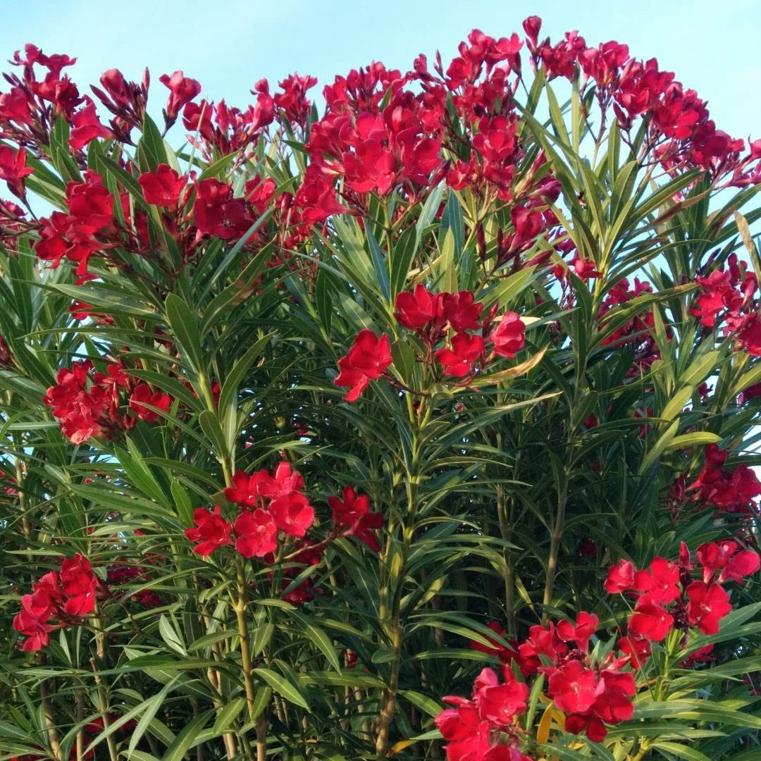 Oleander 'Red' - 5 Gallon - #3568