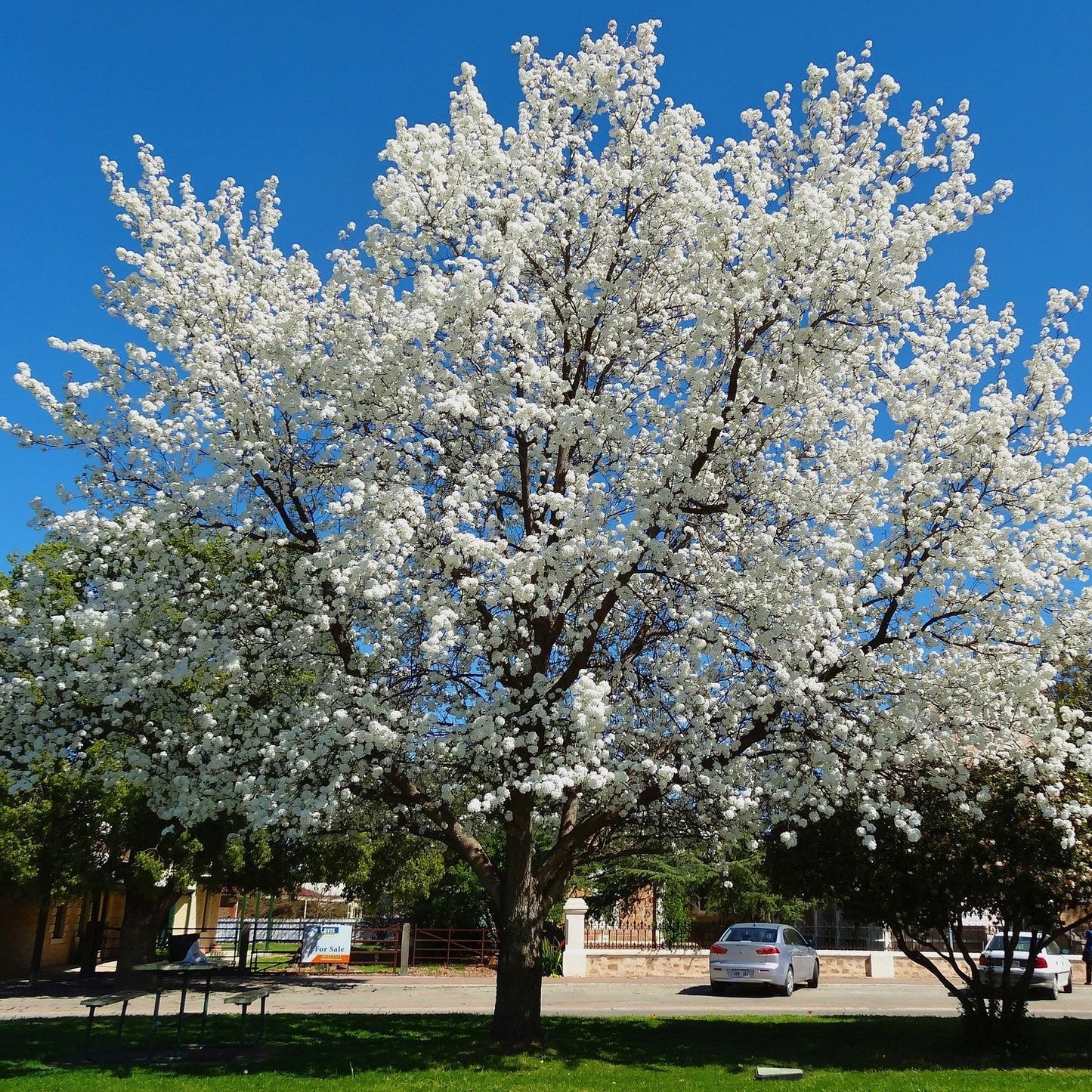 Redspire Callery Pear - 15 Gallon - #28997