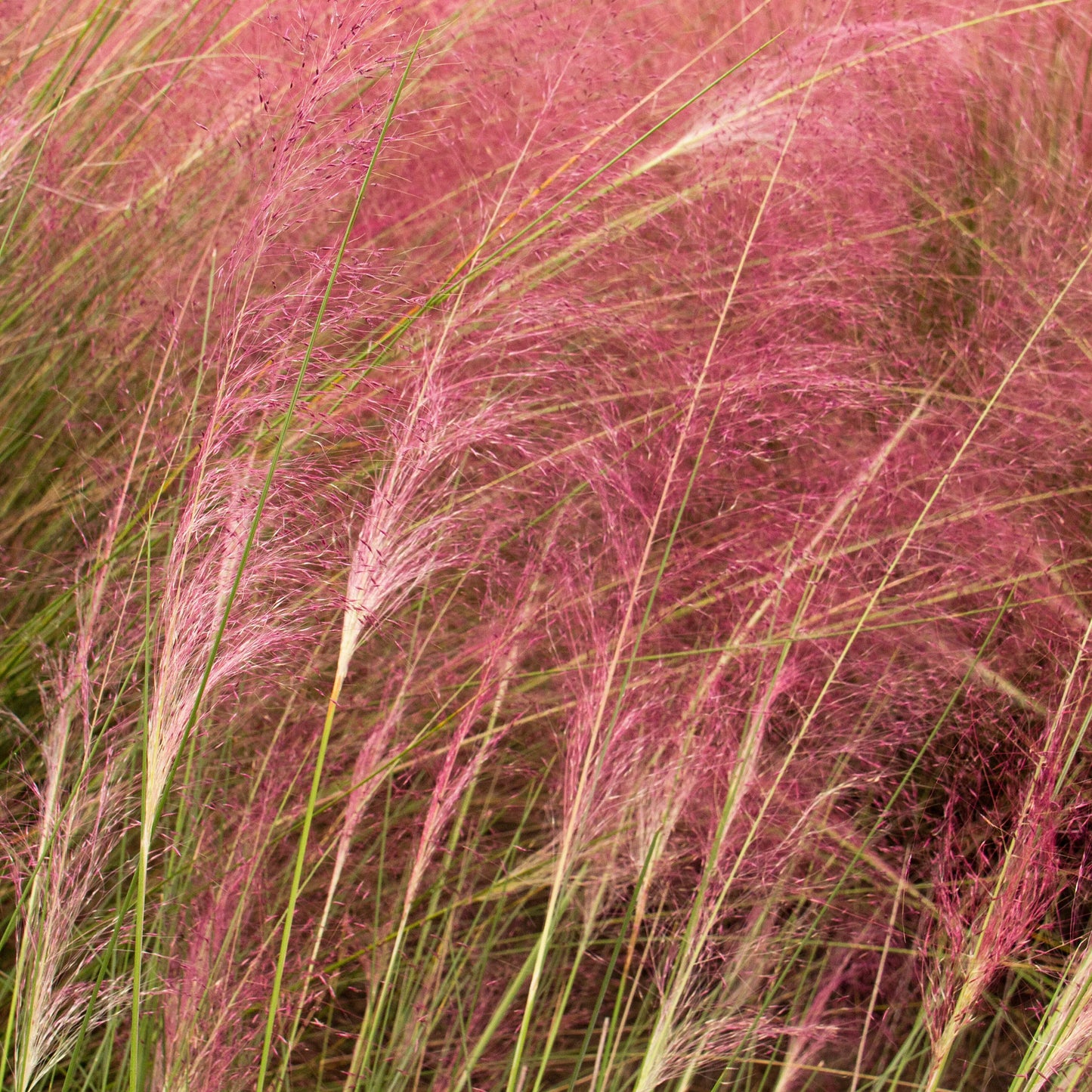 Muhly Grass 'Regal Mist Pink' - 5 Gallon - #3467