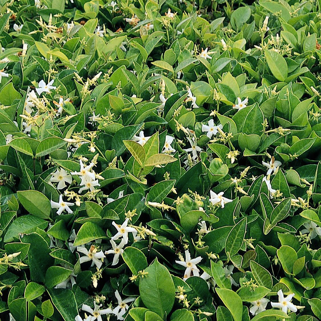 Asian Star Jasmine - 1 Gallon - #598