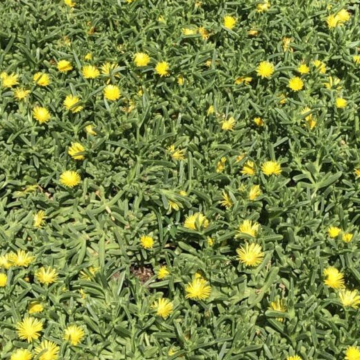 Ice Plant 'Yellow Rocky Point' - 1 Gallon - #20379