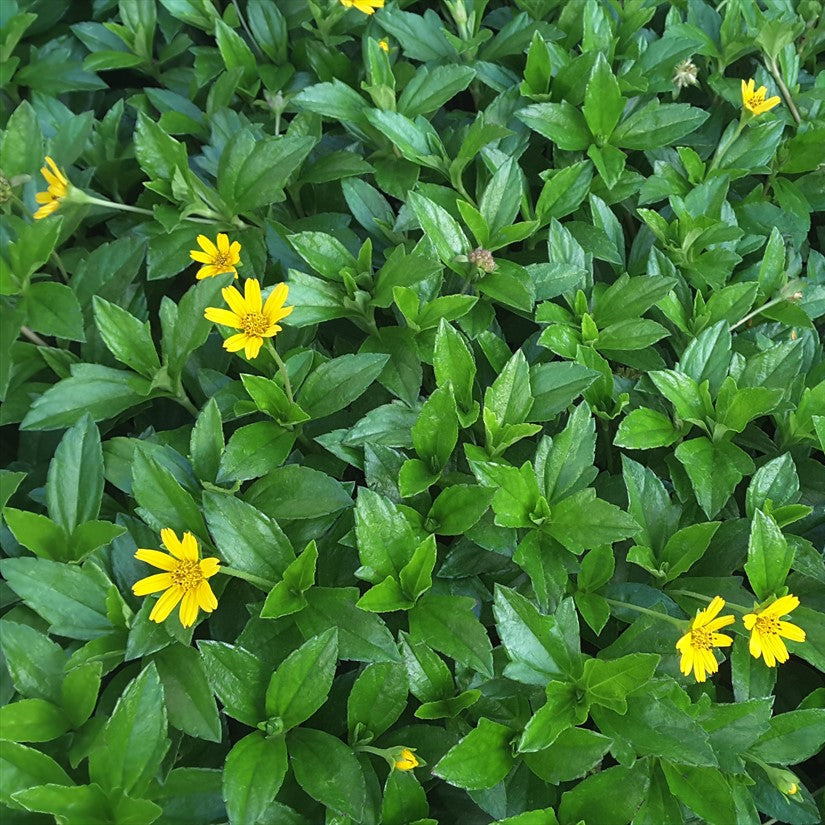 Yellow Dots Plant - 1 Gallon - #1278