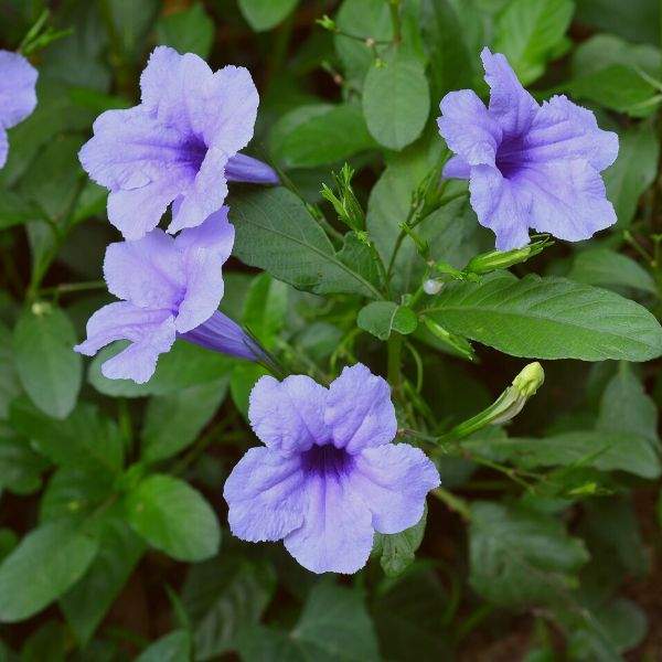 Mexican Petunia - 5 Gallon - #11944