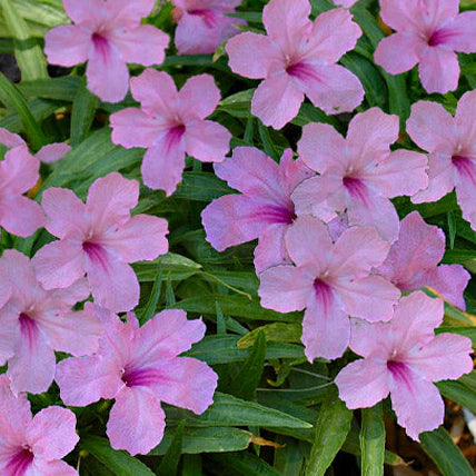 Ruellia 'Pink Katie' - 3 Gallon - #31193