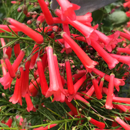 Firecracker Plant - 1 Gallon - #31099