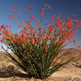 Ocotillo Bareroot - Special Order - #556
