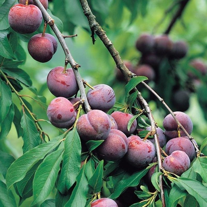 Santa Rosa Plum - 5 Gallon - #327