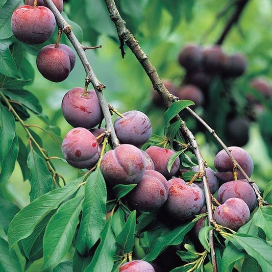 Santa Rosa Plum - 5 Gallon - #327