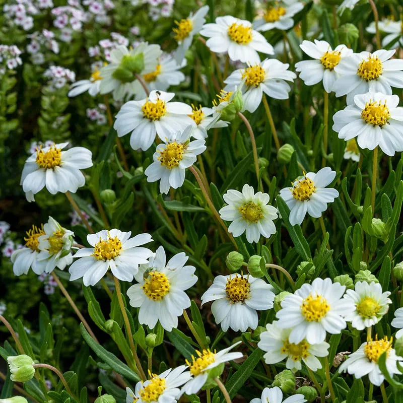 Daisy 'Blackfoot' - 5 Gallon - #31959