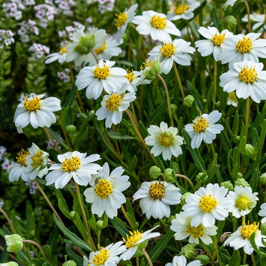 Daisy 'Blackfoot' - 5 Gallon - #31959