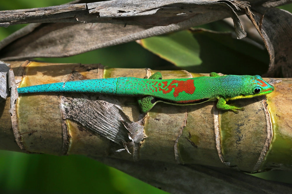 Lined Day Gecko -
