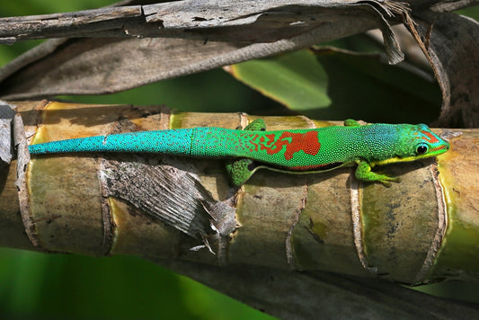 Lined Day Gecko -