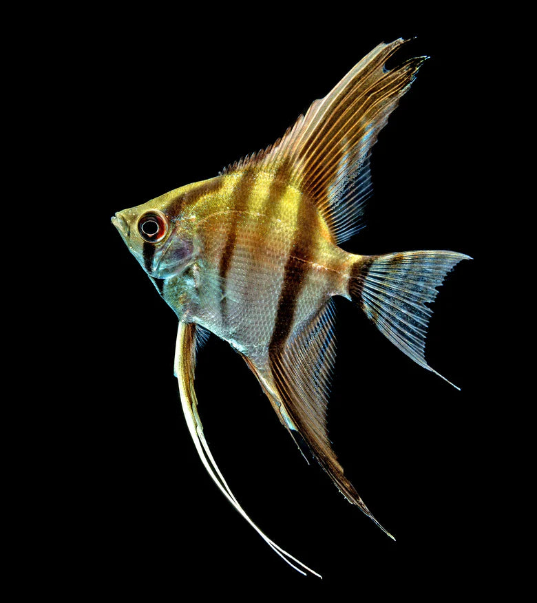 Angelfish