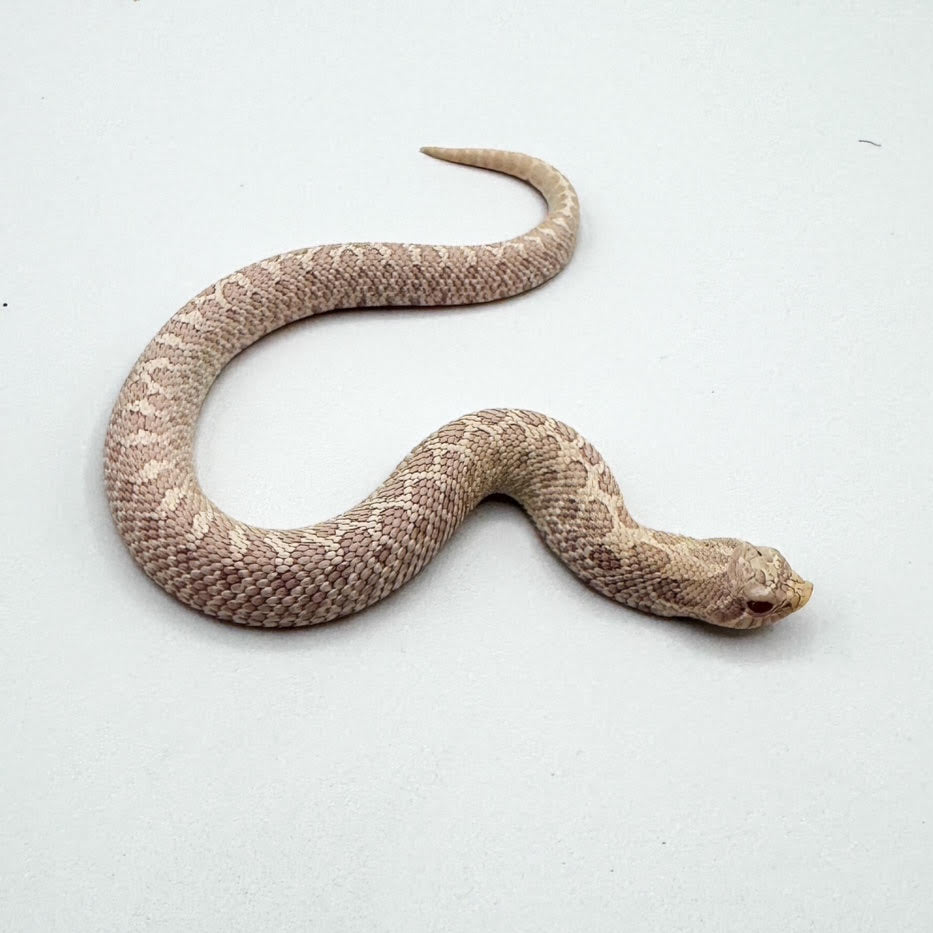 Snow Western Hognose Snake -