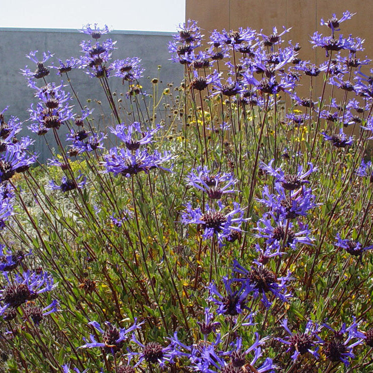 Sage Cleveland - 1 Gallon - #351