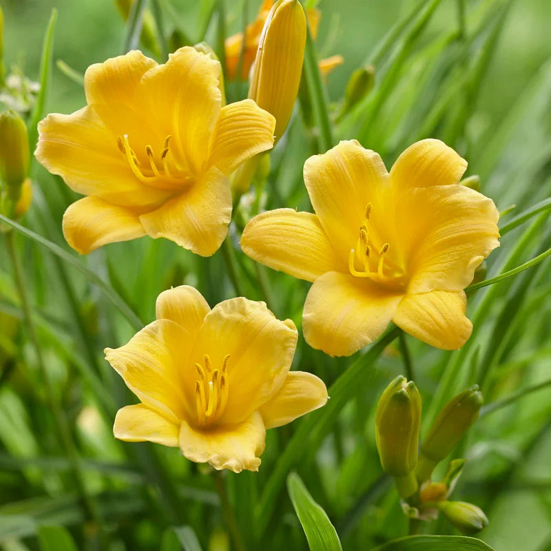 Daylily 'Assorted' - 5 Gallon - #2588