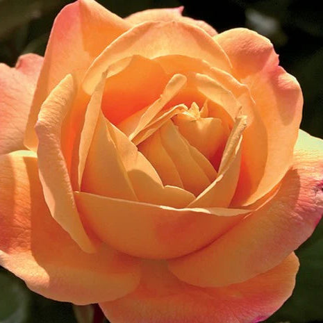 Rose Strike It Rich - Grandiflora - TNP - #29773