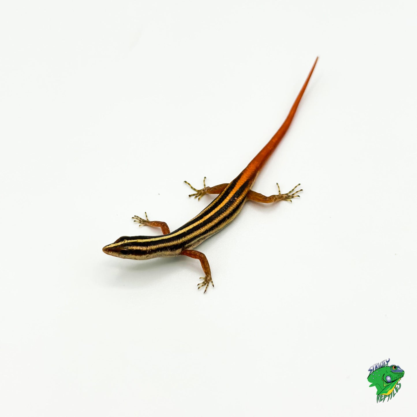 Yellow Striped Tree Skink - #33275