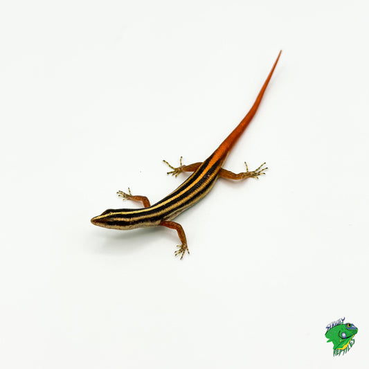 Yellow Striped Tree Skink - #33275