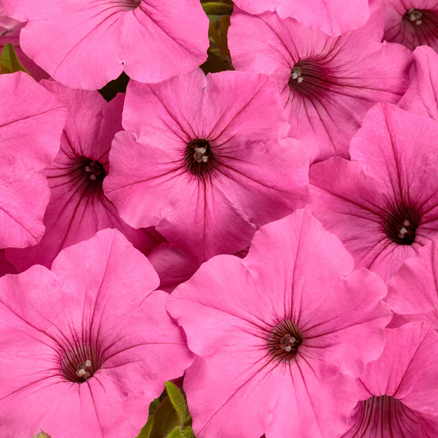 Annual Flowers - Proven Winners - 1 Quart - HD - #32797