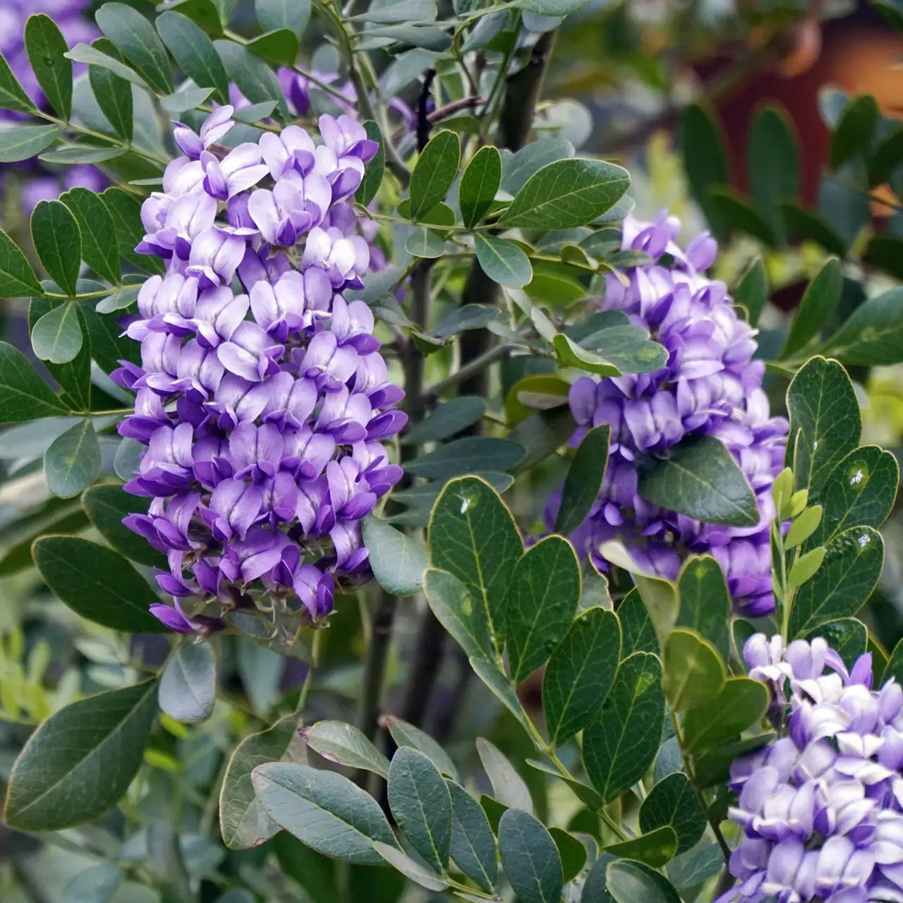 Texas Mountain Laurel - 15 Gallon - #24471