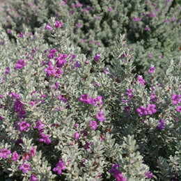 Heavenly Cloud Texas Sage - 5 Gallon - #541