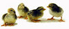 Chick Silver Gray Dorkings Female