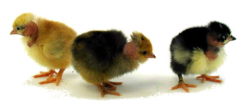 Chick Turken Naked Neck Female - #9603