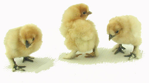 Buff Silkie Bantam - Unsexed - #32481